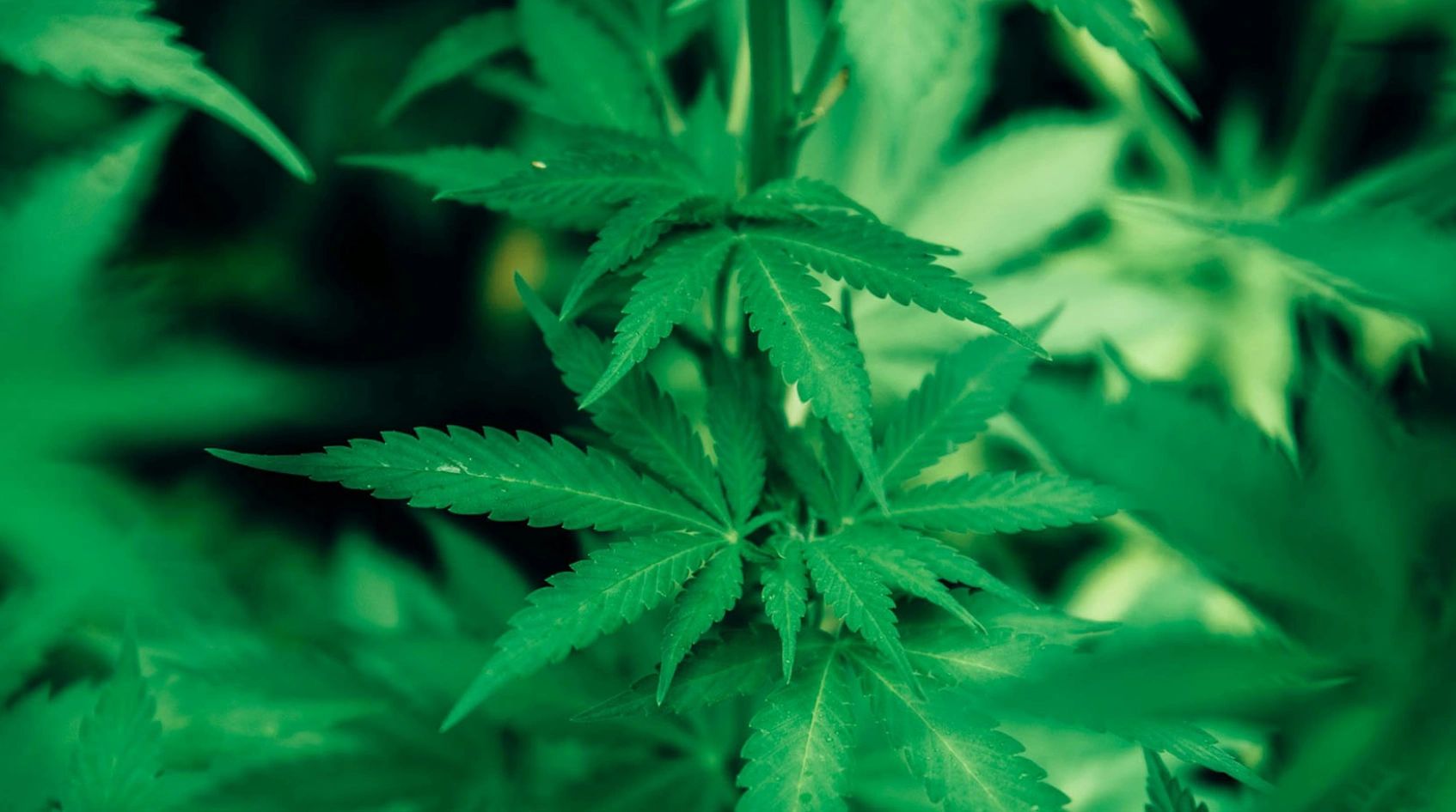 Close-up of cannabis leaves