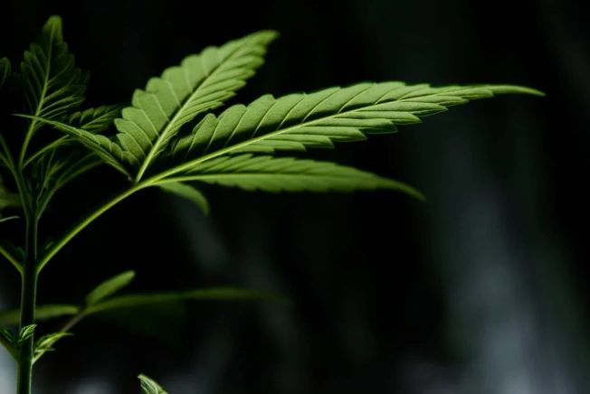 A cannabis leaf against a dark background